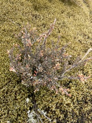 Acrothamnus colensoi