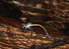 Diphlebia euphoeoides