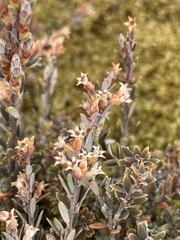 Acrothamnus colensoi