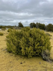 Halocarpus bidwillii