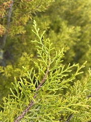 Halocarpus bidwillii