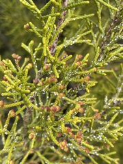 Halocarpus bidwillii
