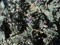 Astragalus