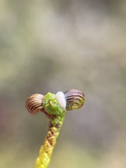Halocarpus bidwillii