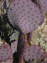 Opuntia santa-rita