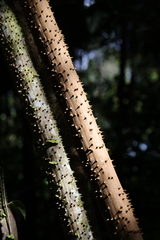 Socratea