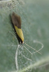 Opogona protodoxa