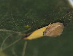 Opogona protodoxa
