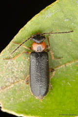 Omethidae