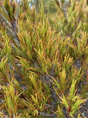 Dracophyllum