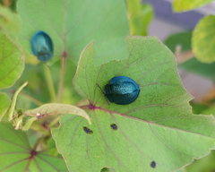 Cyrtonota thalassina
