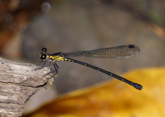 Lestoidea
