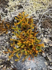 Austrolycopodium fastigiatum