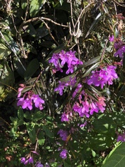 Epidendrum centropetalum