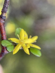 Corokia cotoneaster
