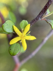 Corokia cotoneaster