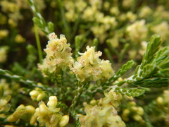 Passerina paleacea
