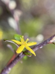 Corokia cotoneaster