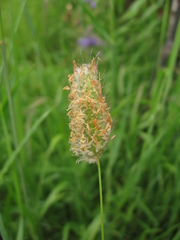 Alopecurus brachystachyus