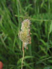 Alopecurus brachystachyus