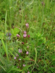 Gentianella amarella acuta
