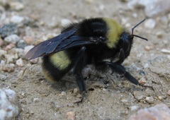 Bombus crotchii