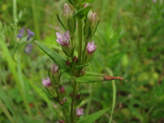 Gentianella amarella acuta