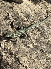 Podarcis pityusensis