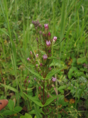 Gentianella amarella acuta