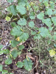Nothofagus fusca