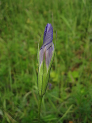 Gentianopsis barbata