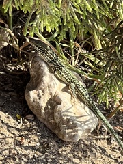 Podarcis pityusensis