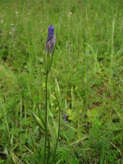 Gentianopsis barbata