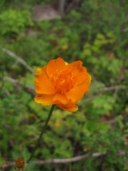 Trollius sibiricus