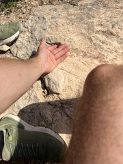 Podarcis pityusensis