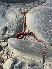 Lampropeltis polyzona