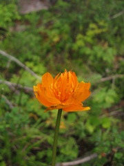 Trollius sibiricus