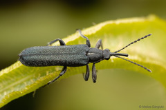 Trichophthalmus miltomerus