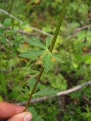 Trollius sibiricus
