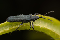 Trichophthalmus miltomerus