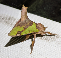 Aenetus moorei