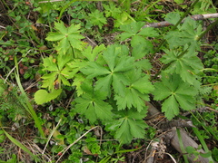 Trollius sibiricus