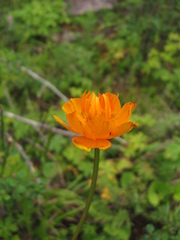 Trollius sibiricus