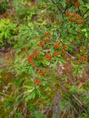 Spiraea alpina