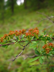 Spiraea alpina