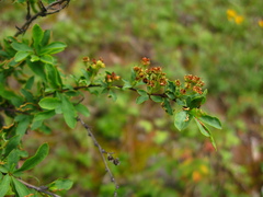 Spiraea alpina