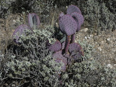 Opuntia santa-rita