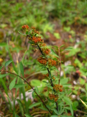 Spiraea alpina