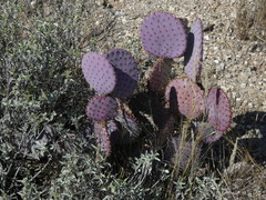 Opuntia santa-rita