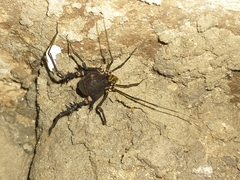 Gonyleptidae